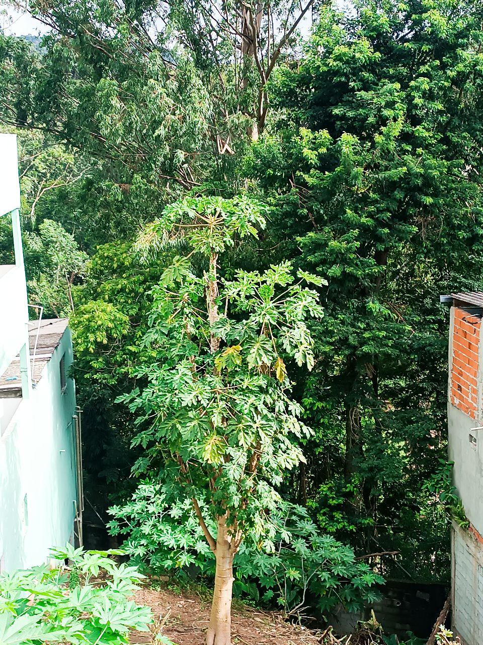 Terreno à Venda, Vila Rosina, Caieiras, SP