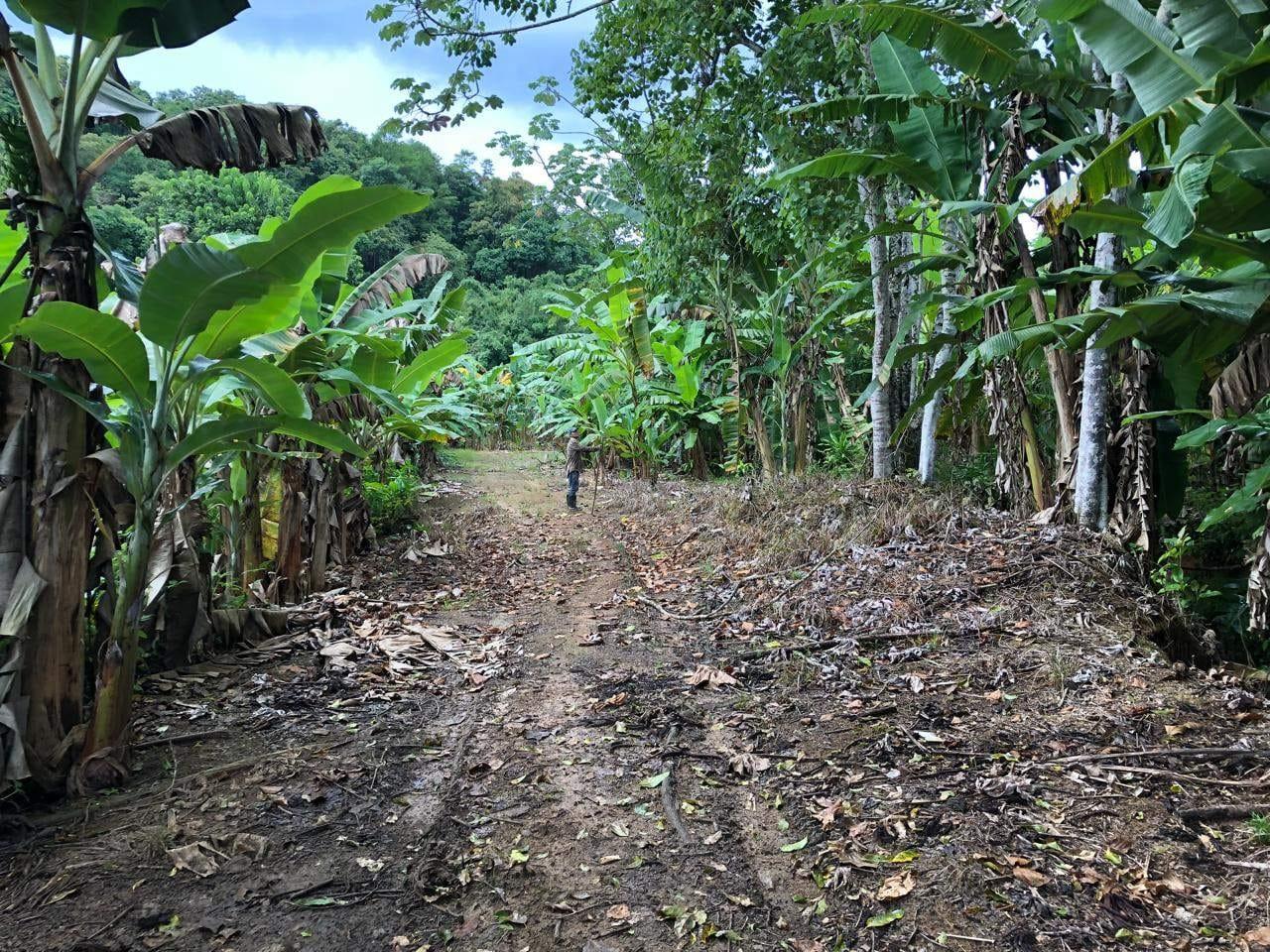 Fazenda à venda, juquia, Juquiá, SP